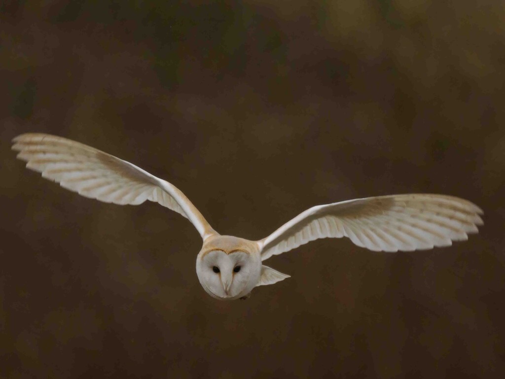 Barn Owl  by padlock
