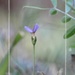 Tiny bluet...