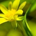 Celandine~~~~~