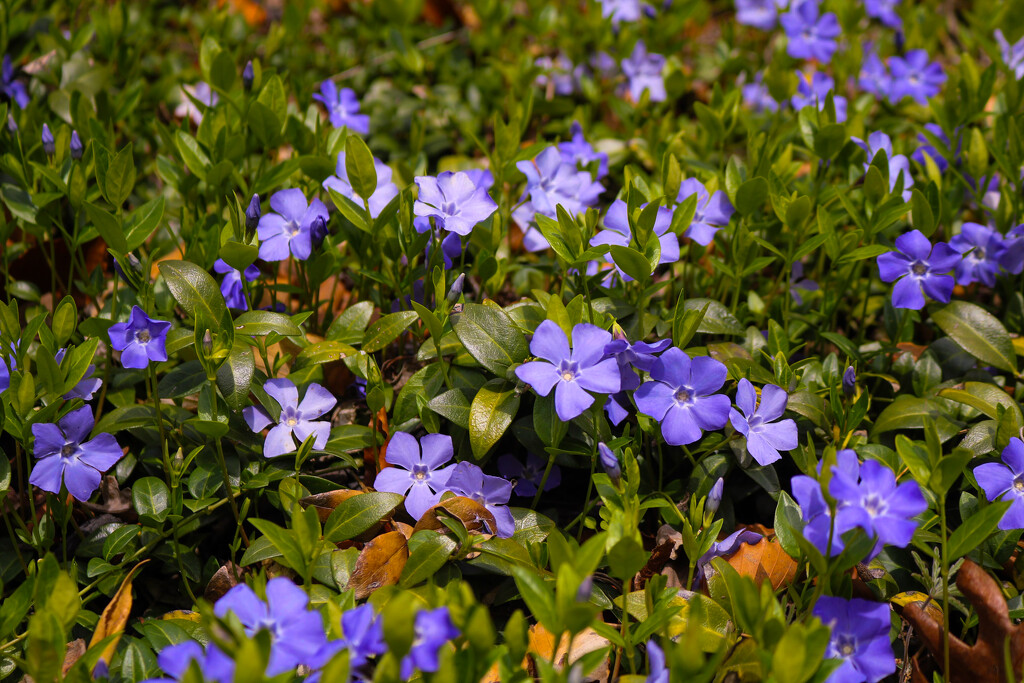 Vinca (a.k.a. Periwinkle) by librarymom
