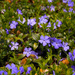 Vinca (a.k.a. Periwinkle)