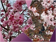 26th Mar 2025 - 