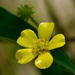 Not sure if it's a weed or a wildflower ....PA236329