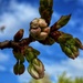 Cherry Blossom buds