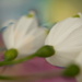 Snowflake snowdrops~~~