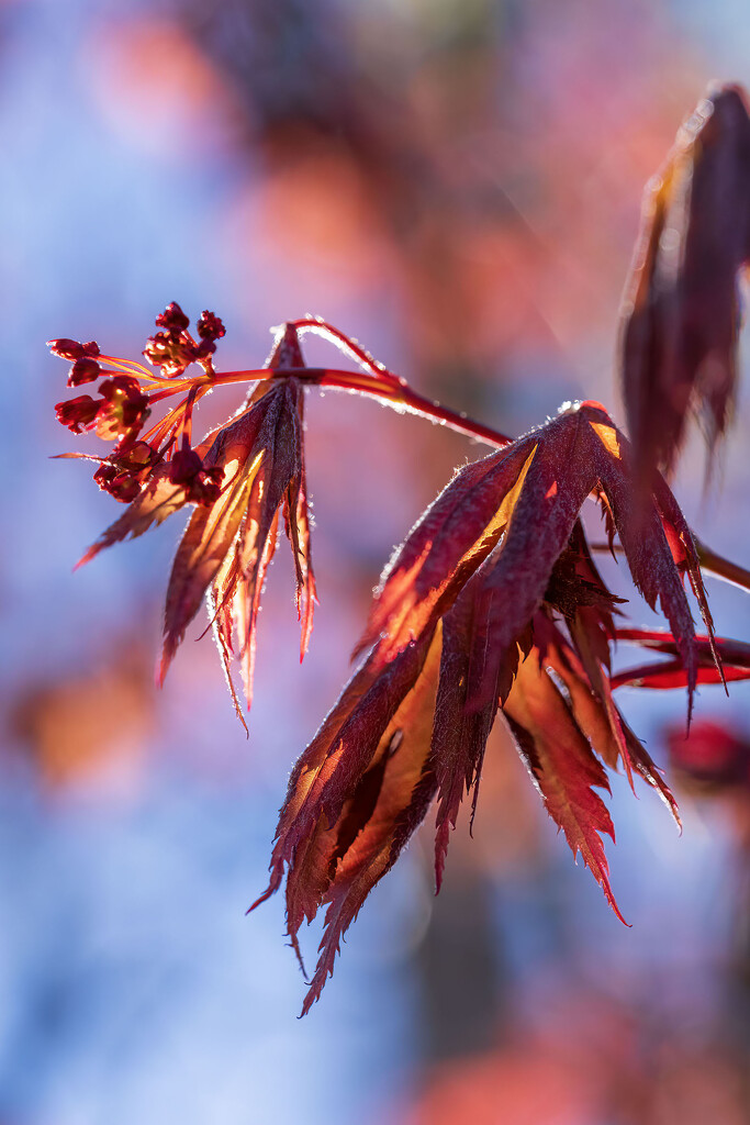 Unfurling by kvphoto