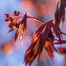 Unfurling