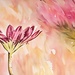 African daisy wc~~~~~~