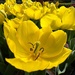 Yellow 4