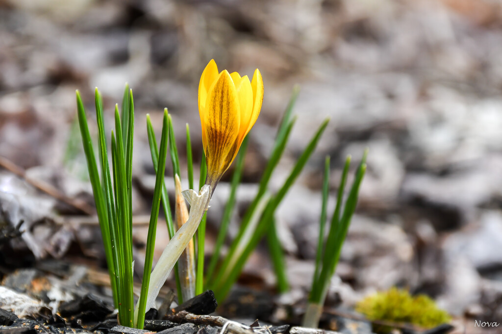 Crocus  by novab