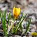 Crocus 