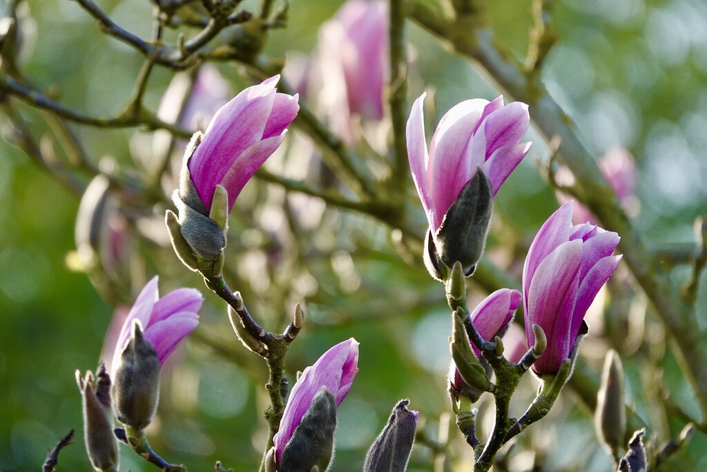 Bursting into Life by carole_sandford