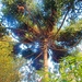 Monkey Puzzle Tree