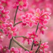 Blooming apricot