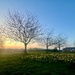 Sunset and daffs on the green