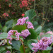 Bergenia