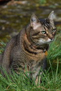24th Mar 2025 - a cat in a garden