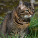 a cat in a garden