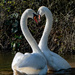 Love is all around us by stevejacob