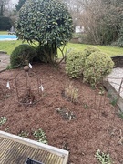 23rd Mar 2025 - Strulch day 2