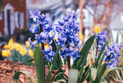 26th Mar 2025 - Hyacinth