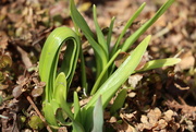 26th Mar 2025 - unfurling