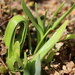 unfurling