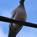 Pigeon 26/31