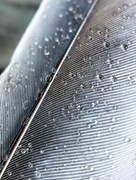 26th Mar 2025 - Feather