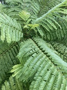 27th Mar 2025 - Green