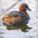 LITTLE GREBE