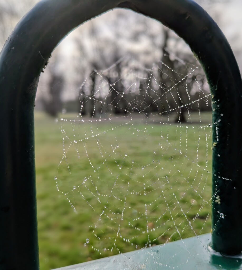 Spiders web by topcat1701
