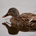 A very nice duck
