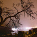 Niagara Falls Tree