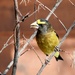 Evening Grosbeak