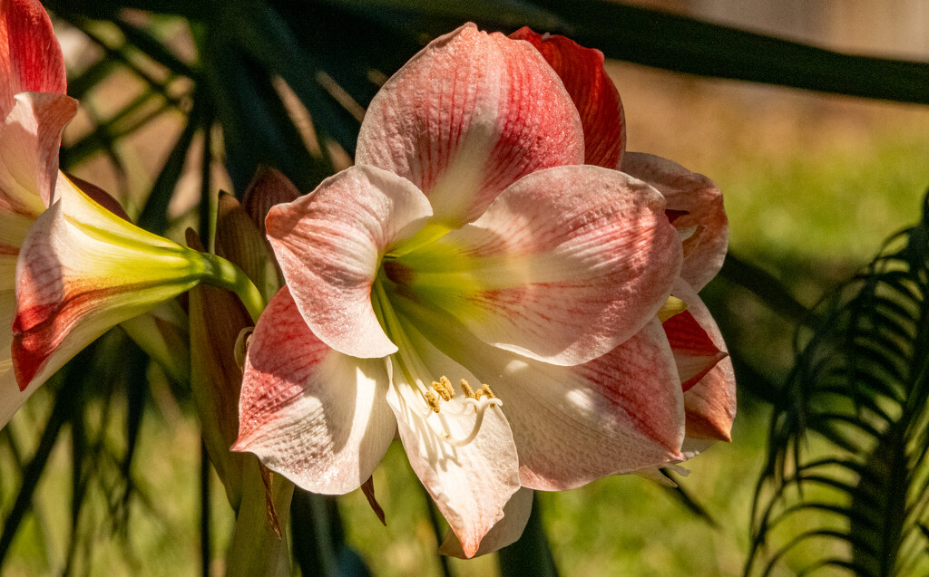 One of the Lily Flowers! by rickster549