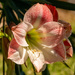 One of the Lily Flowers!
