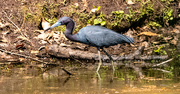 26th Mar 2025 - Little Blue Heron Looking for Lunch!