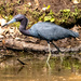 Little Blue Heron Looking for Lunch!