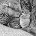 Cat nap