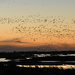 Invasion of the Sandhill Cranes