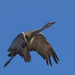 Sandhill Crane in Flight