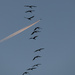 Sandhill Cranes and Jet