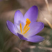 spring color