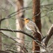 A Tarland Robin