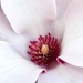 And a Little Pink