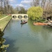 Willow Focus