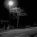 Town Tree