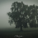 Willow tree in the mist