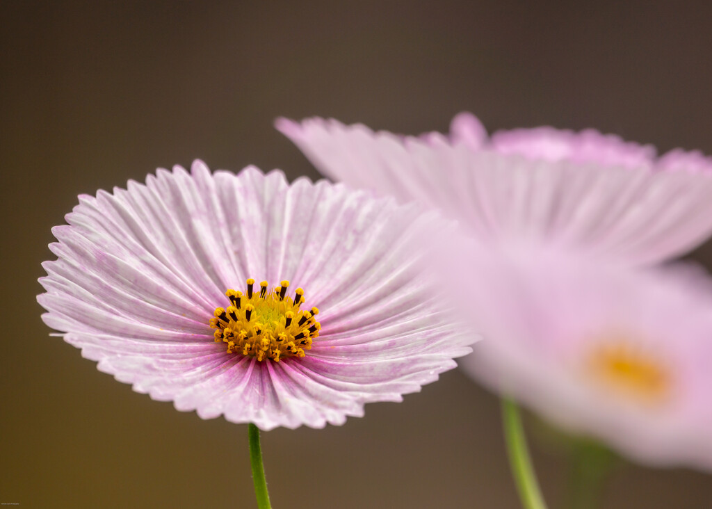 Cosmos by nickspicsnz